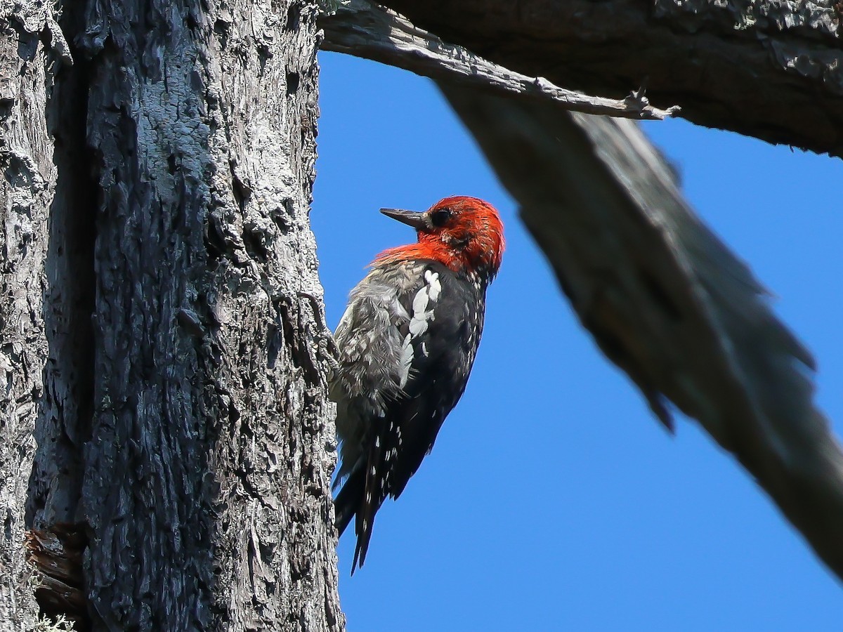 Red-breasted Sapsucker - ML621806666