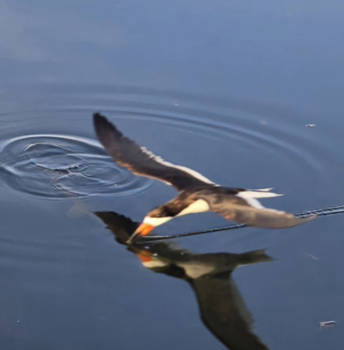 Black Skimmer - ML621806700