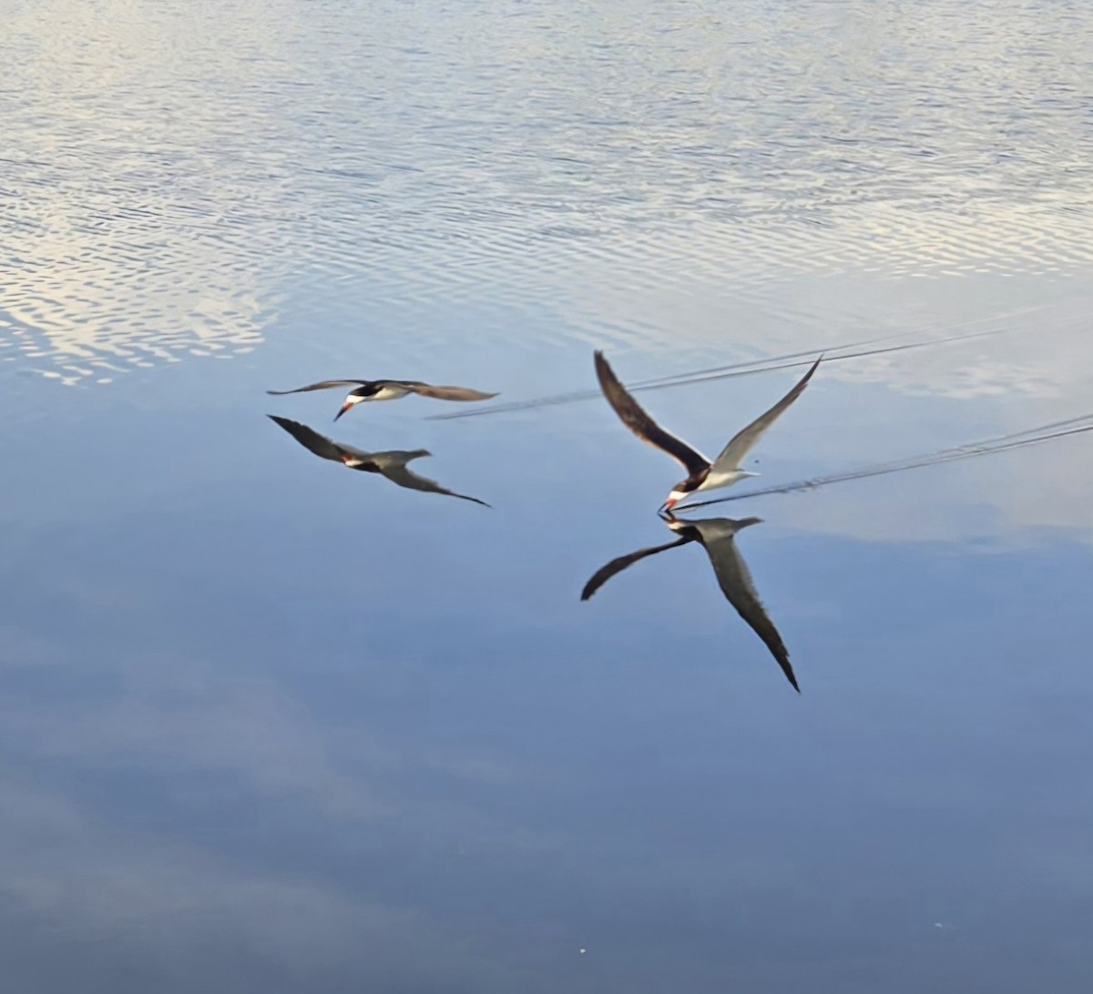 Black Skimmer - ML621806739