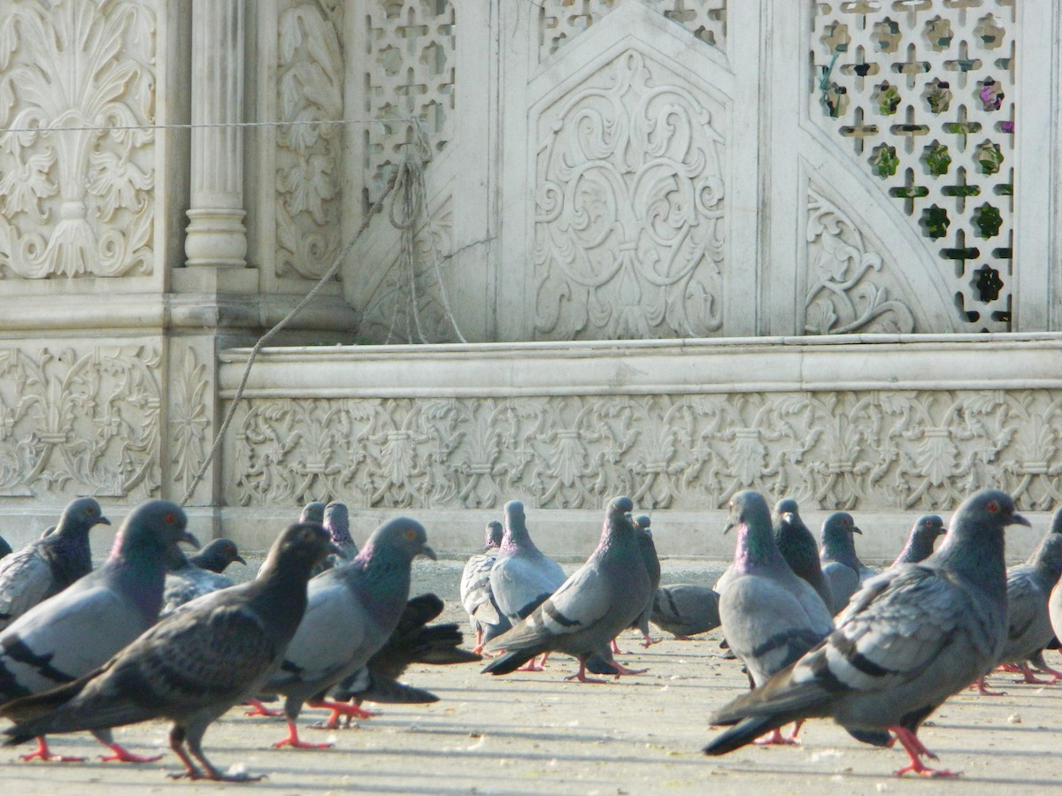 Rock Pigeon (Feral Pigeon) - Himanshu Gupta