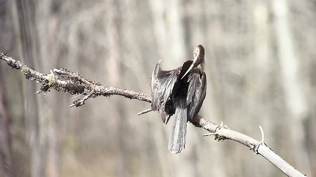 amerikaslangehals - ML621806762