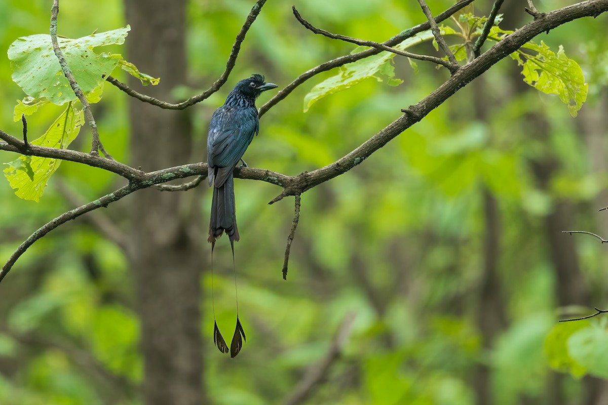 Greater Racket-tailed Drongo - ML621806764