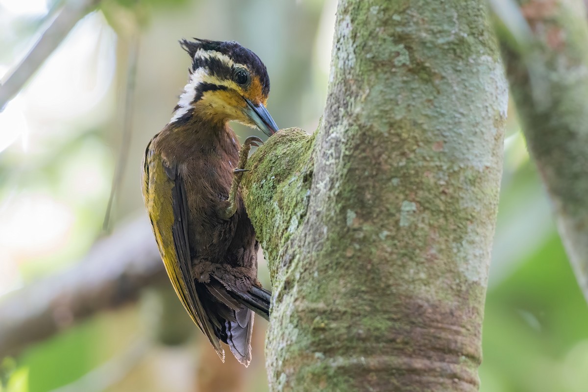 Olive-backed Woodpecker - Yeray Seminario