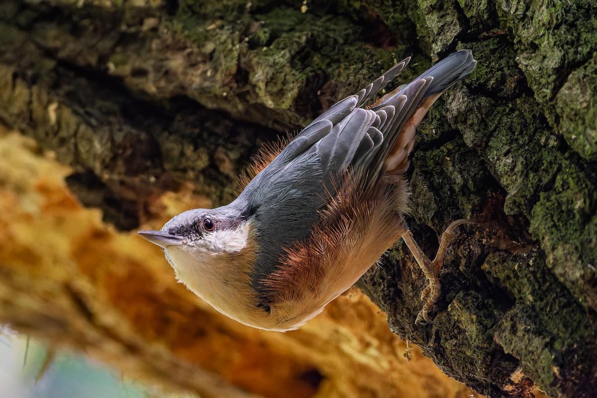 Garrapo eurasiarra - ML621806831