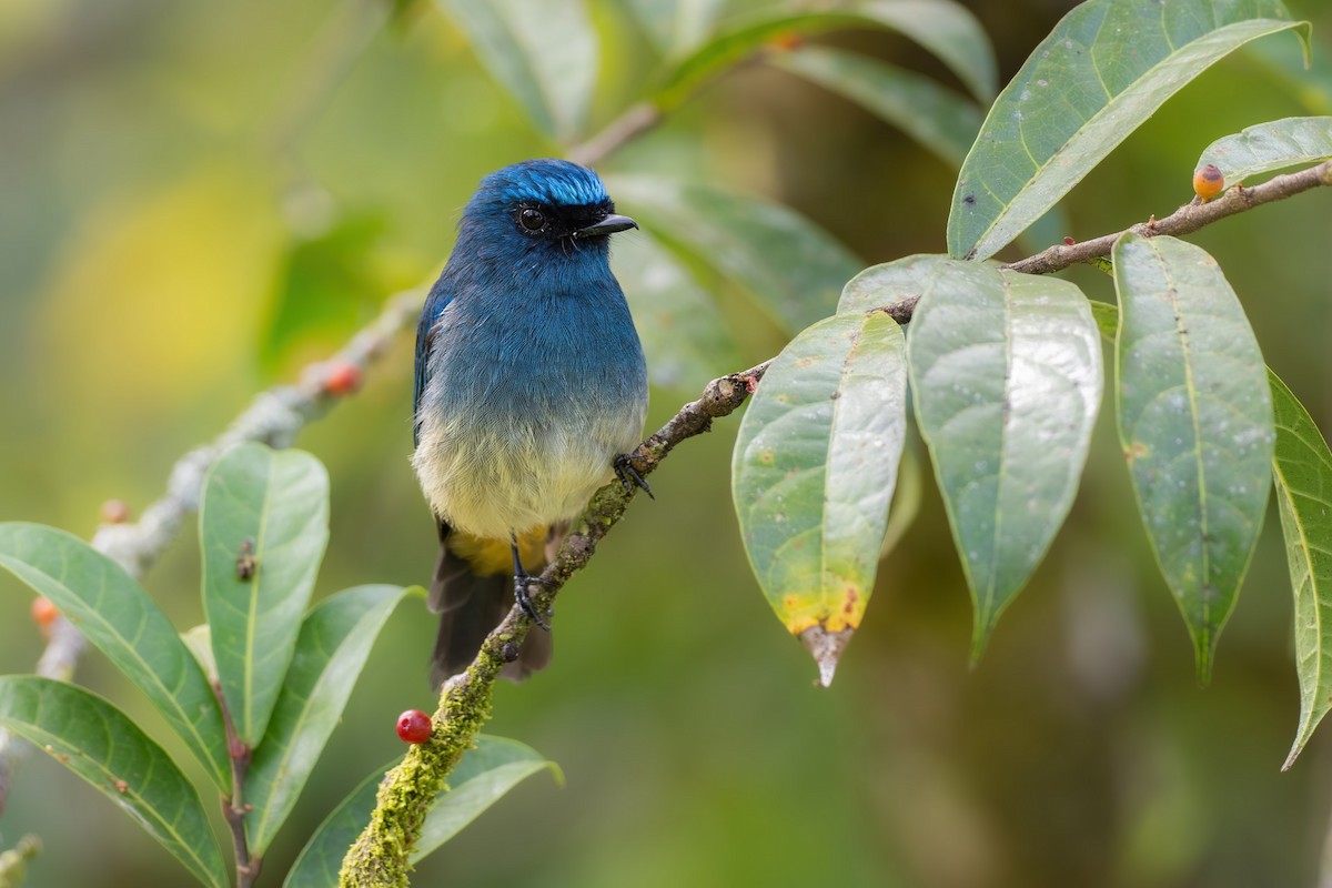 Indigo Flycatcher - ML621806834