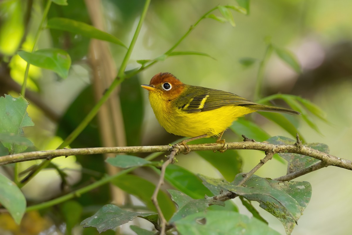 Yellow-breasted Warbler - ML621806836