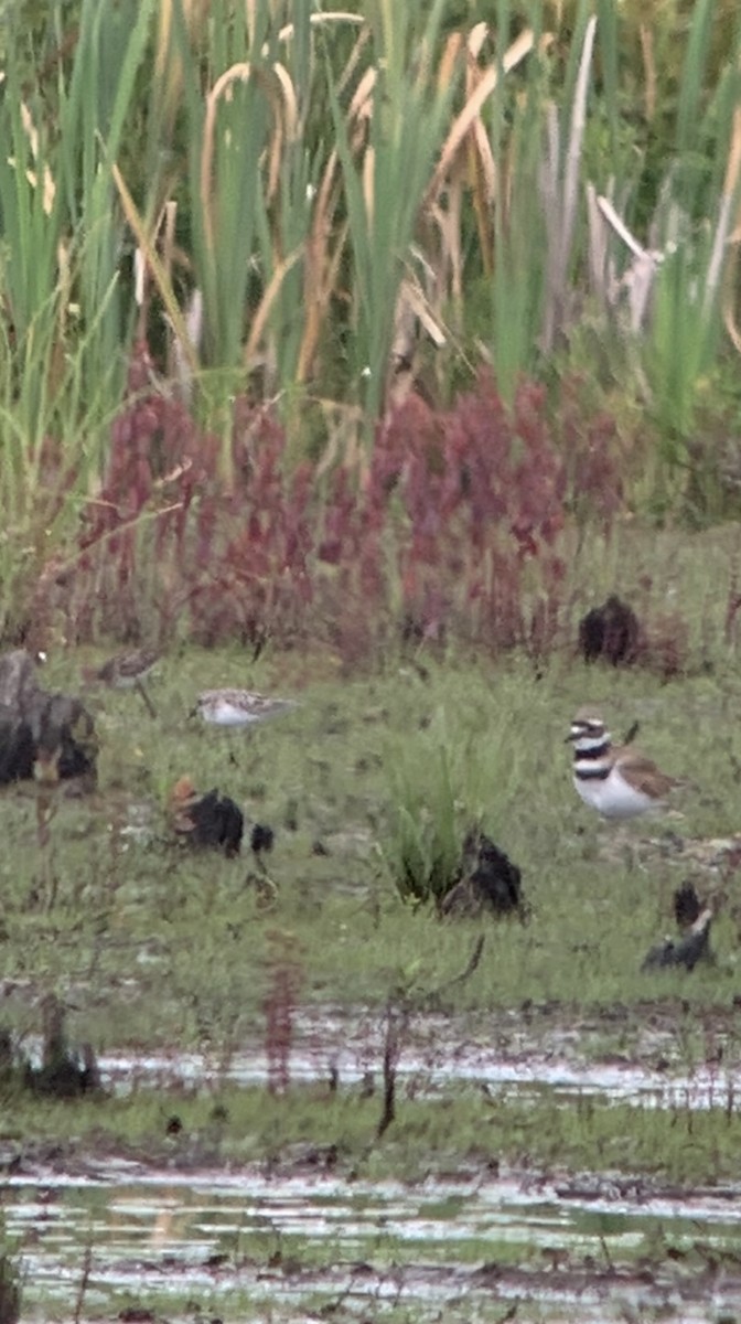 Semipalmated Sandpiper - ML621807005