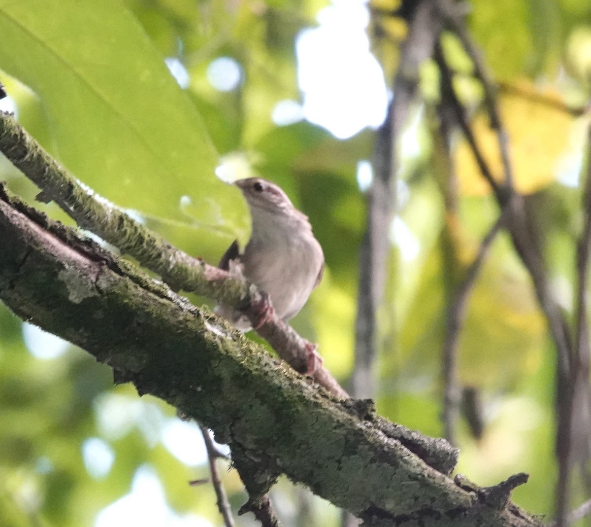 Antioquia Wren - ML621807049