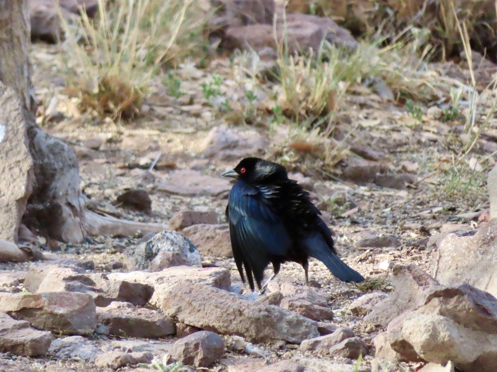 Bronzed Cowbird - Louise Smyth