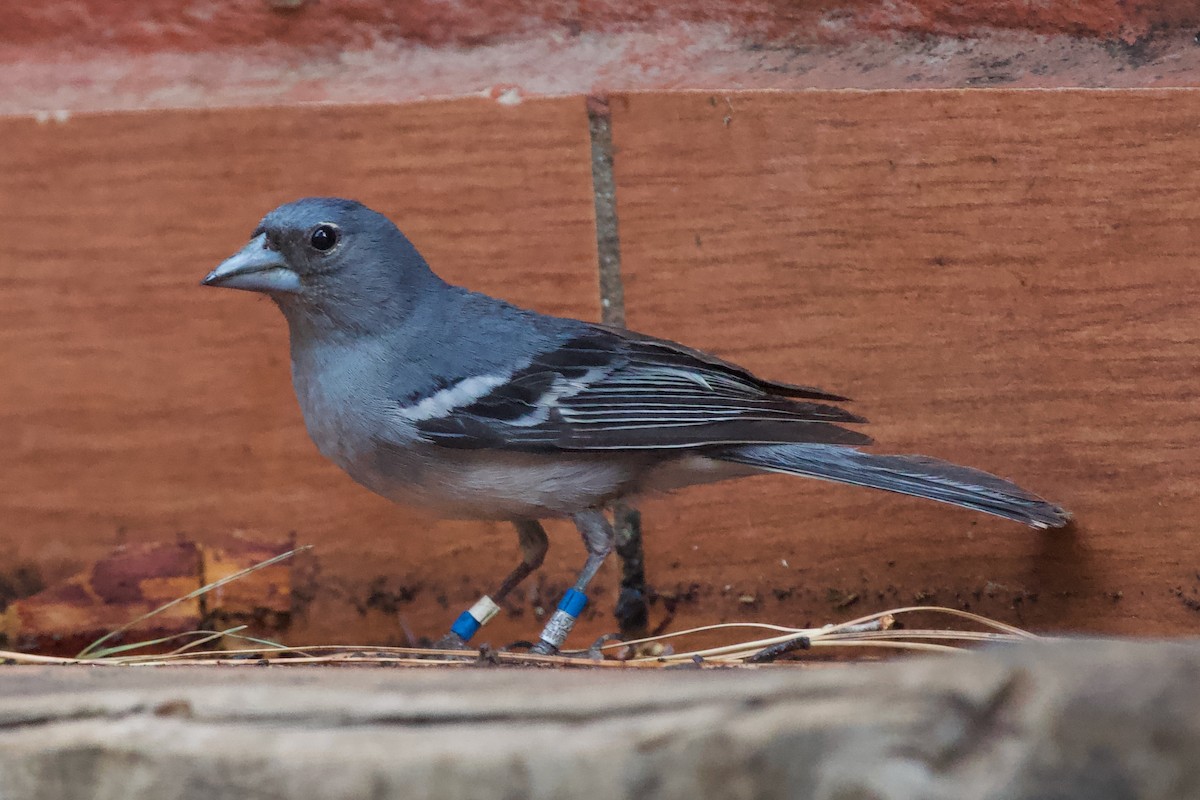 Gran Canaria Blue Chaffinch - ML621807355