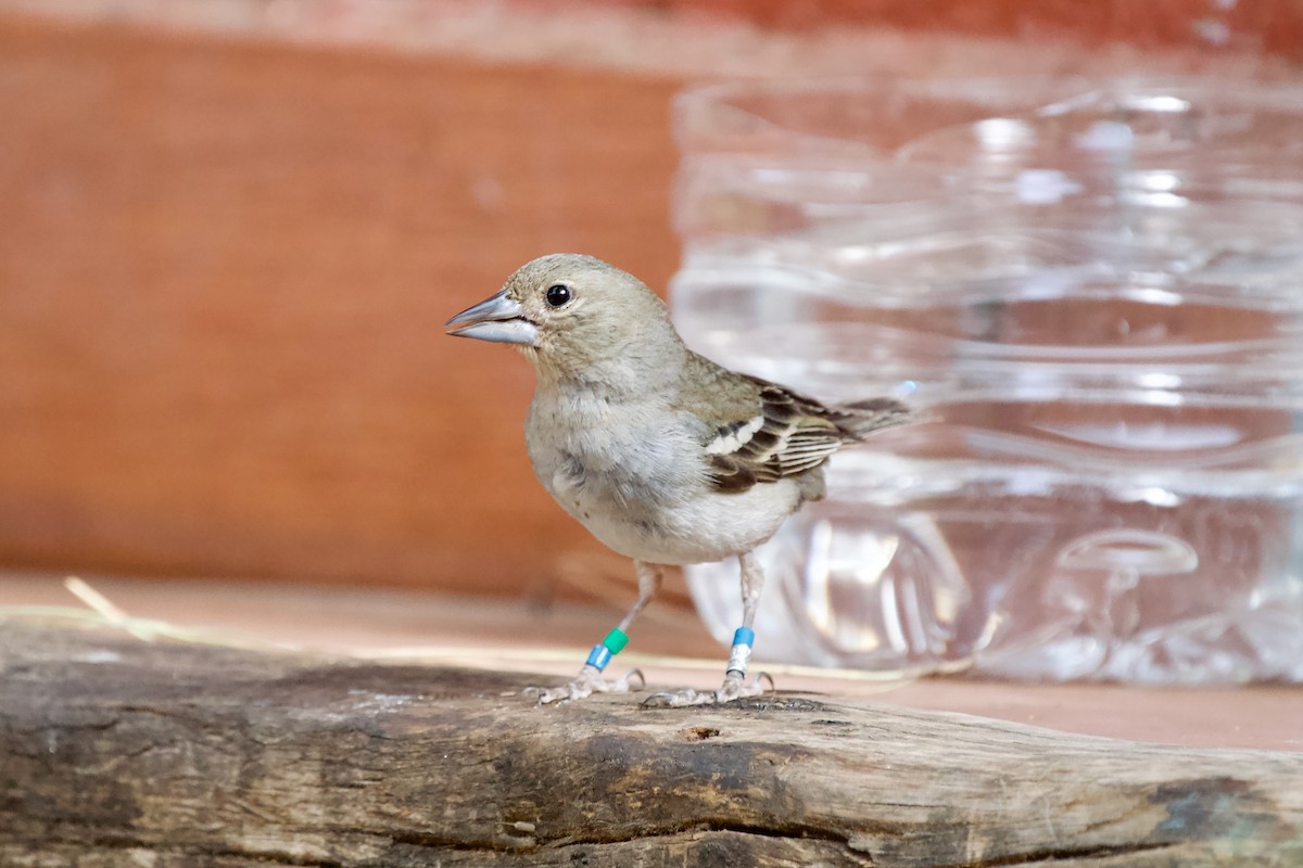 Gran Canaria Blue Chaffinch - ML621807356