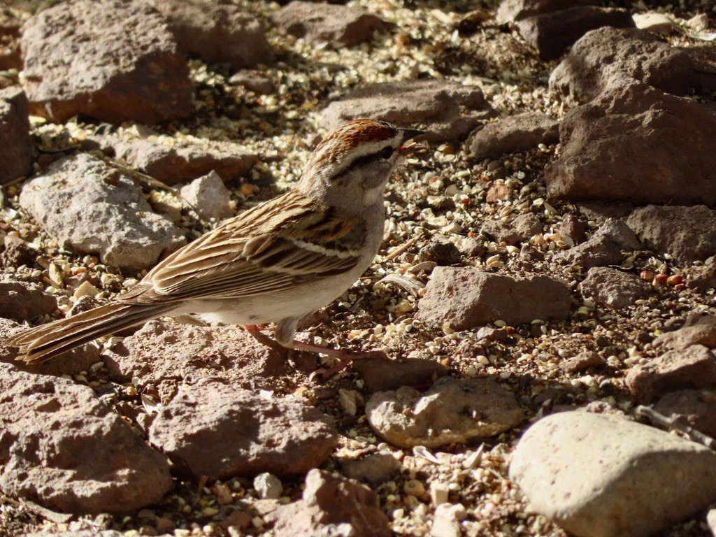 Chipping Sparrow - ML621807361