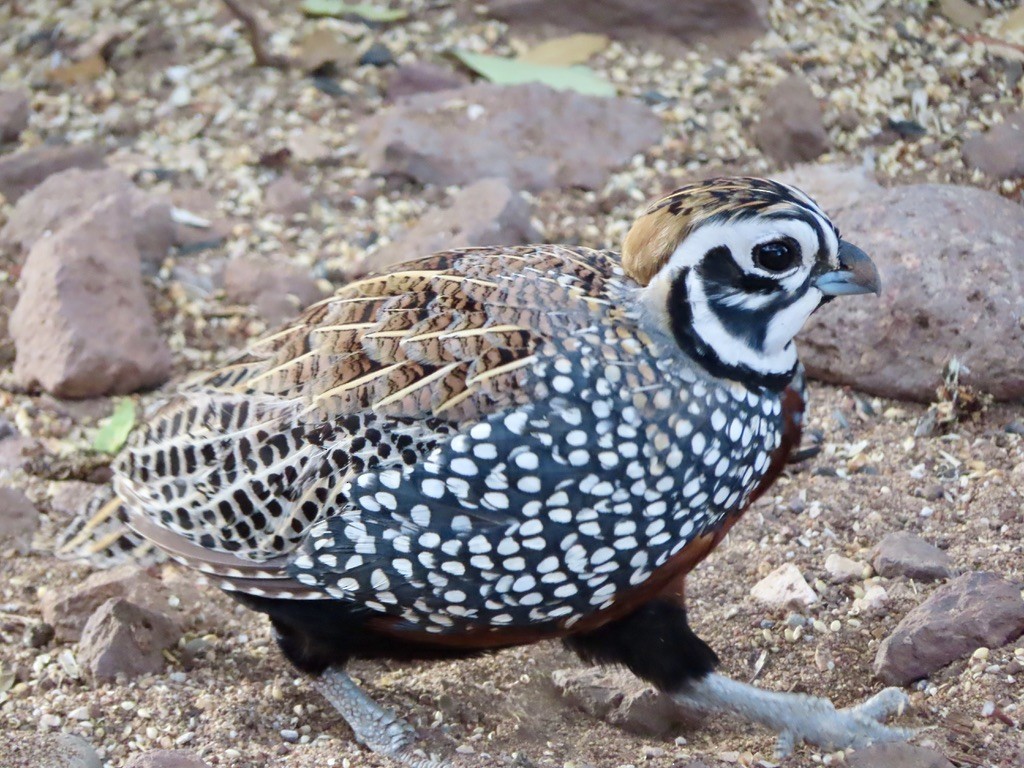 Montezuma Quail - ML621807371