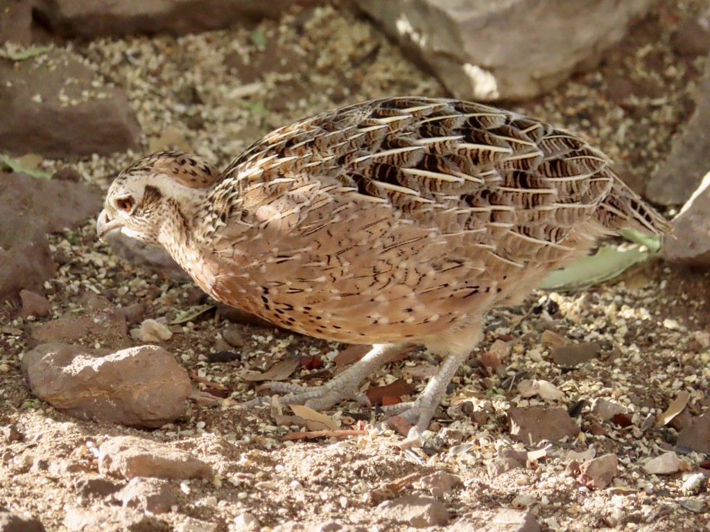 Montezuma Quail - ML621807374