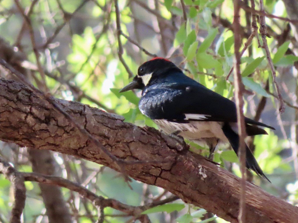 Acorn Woodpecker - Louise Smyth