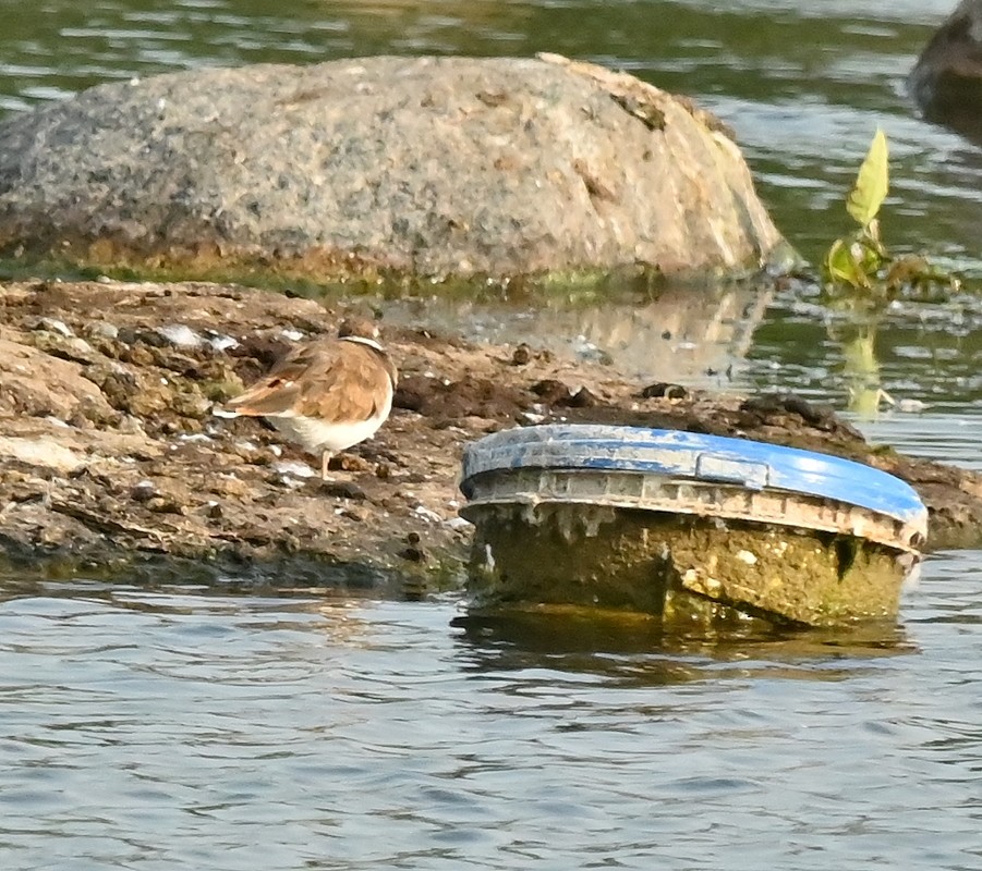 Killdeer - Regis Fortin