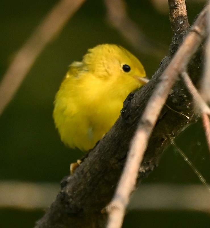 Yellow Warbler - ML621807438