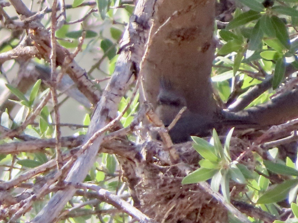 Phainopepla - Louise Smyth