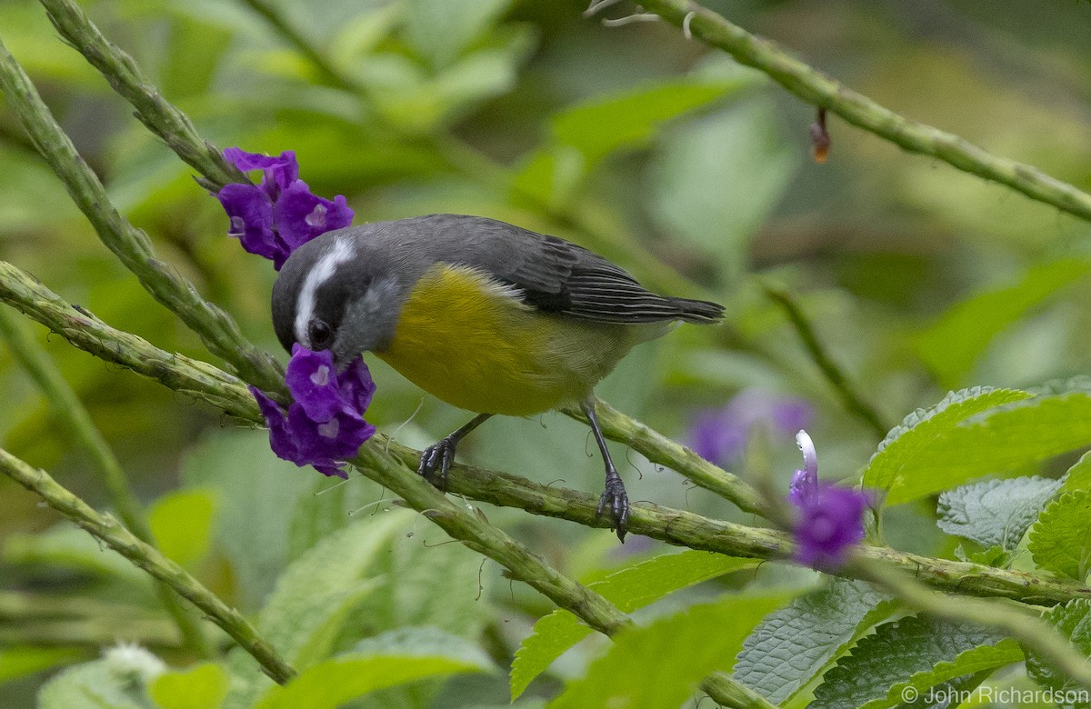 Bananaquit - John Richardson