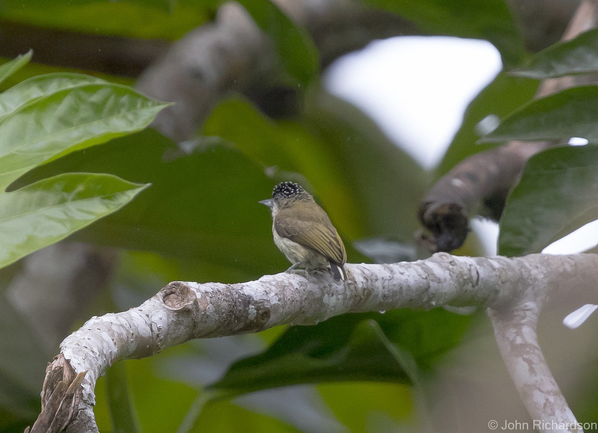 Fine-barred Piculet - ML621807504