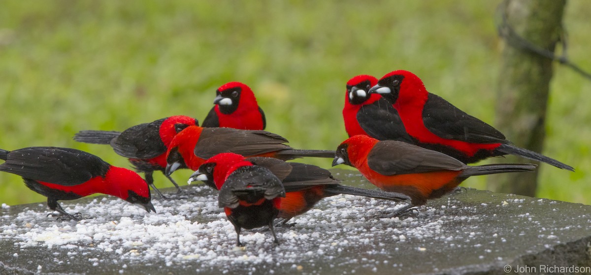 Masked Crimson Tanager - ML621807519