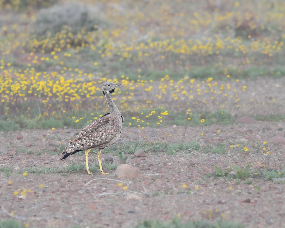 Karoo Bustard - ML621807523