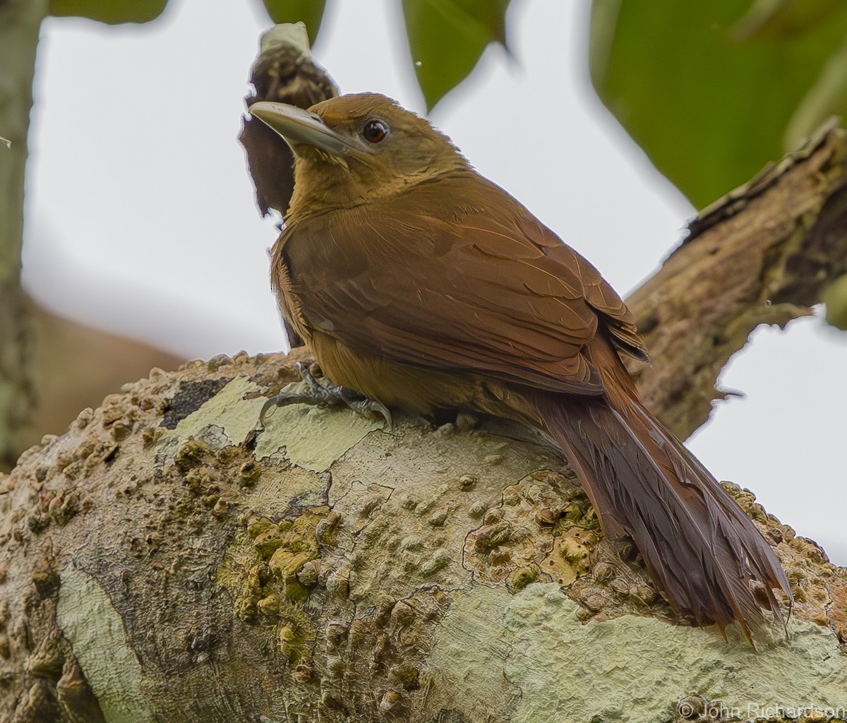 Cinnamon-throated Woodcreeper - ML621807530