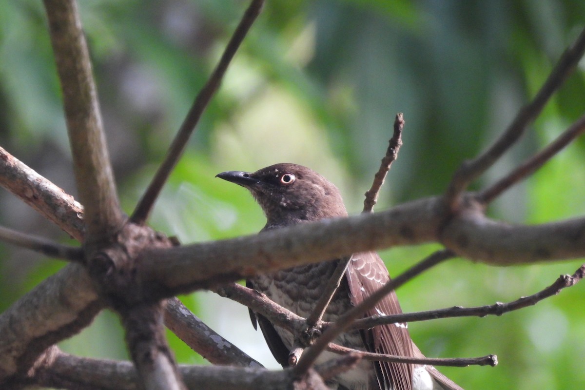 Scaly-breasted Thrasher - ML621807536