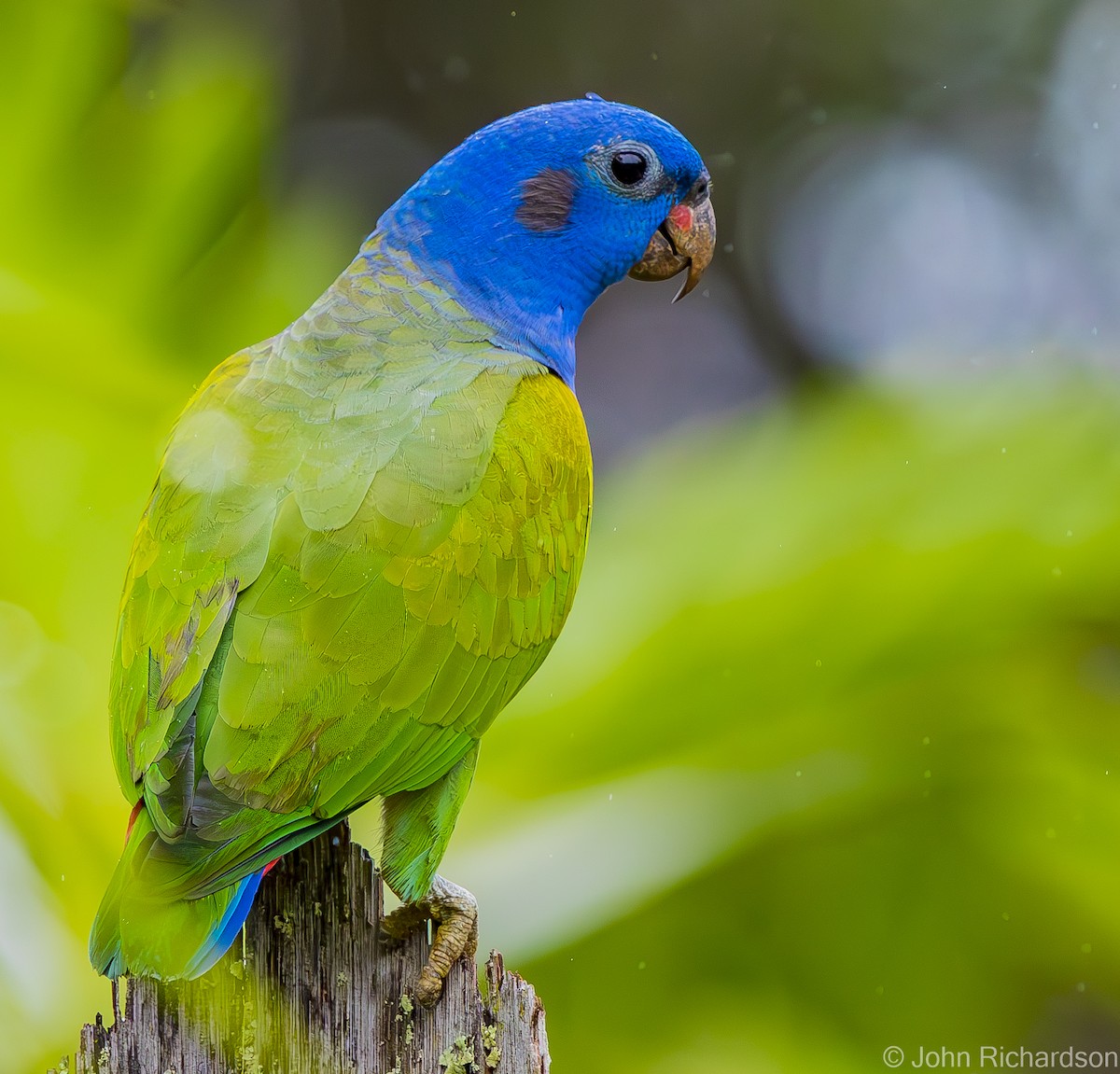 Blue-headed Parrot - ML621807537