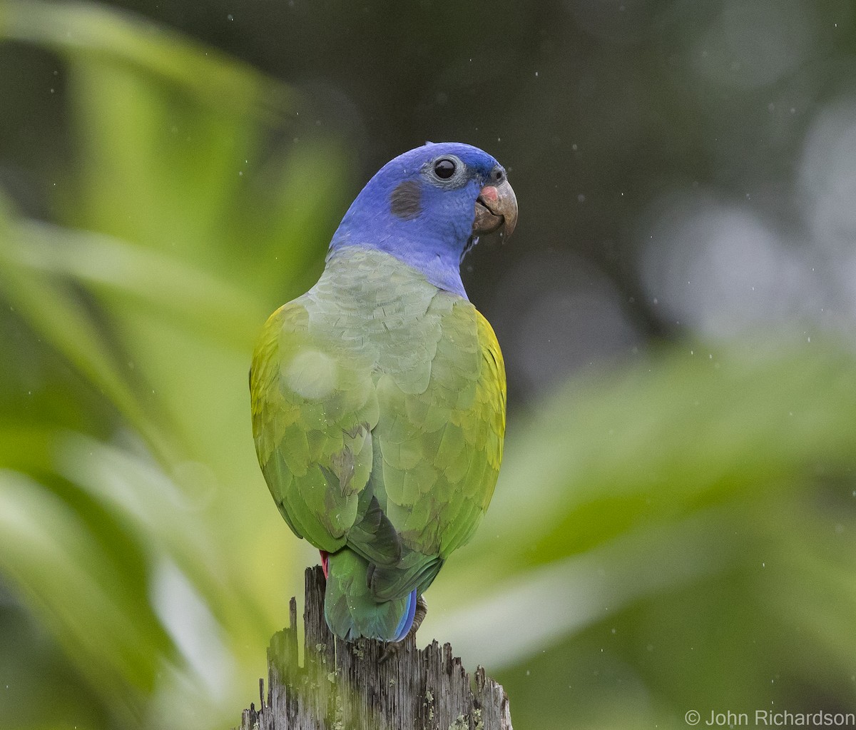 Blue-headed Parrot - ML621807538