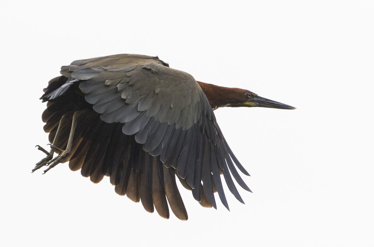 Rufescent Tiger-Heron - John Richardson