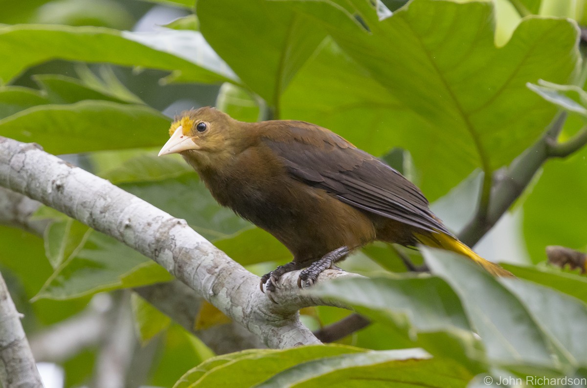 Russet-backed Oropendola - ML621807591