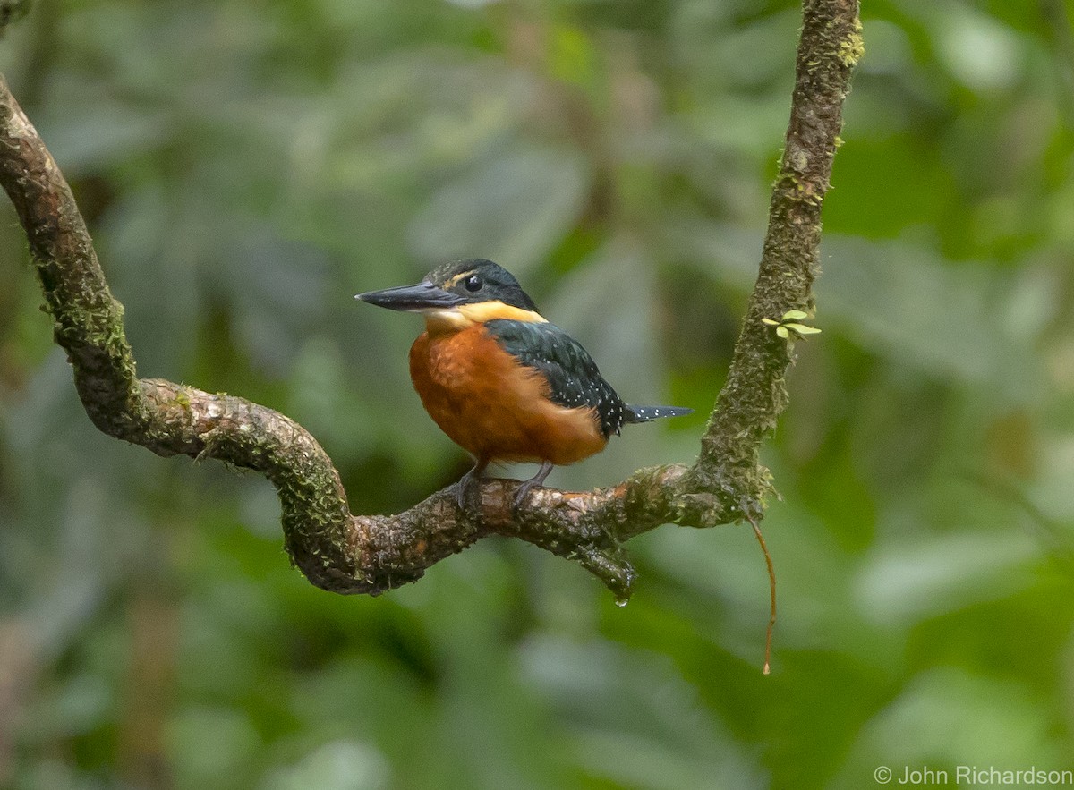 Green-and-rufous Kingfisher - ML621807597