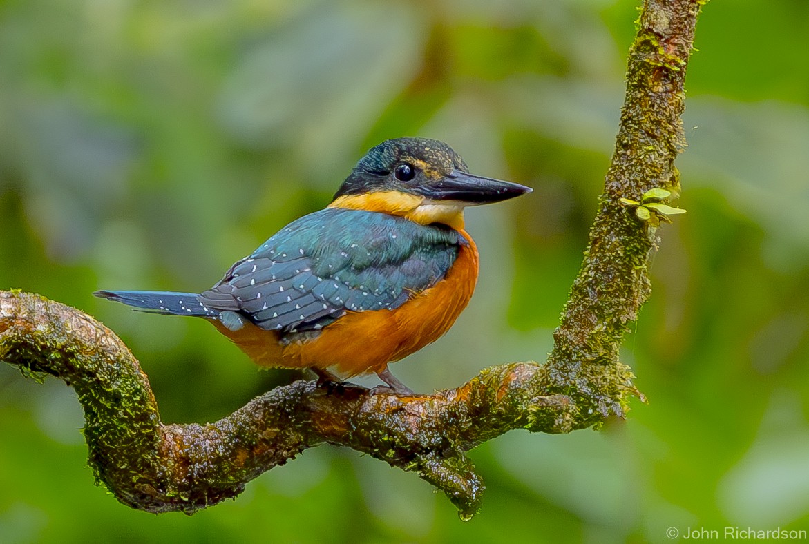 Green-and-rufous Kingfisher - ML621807598