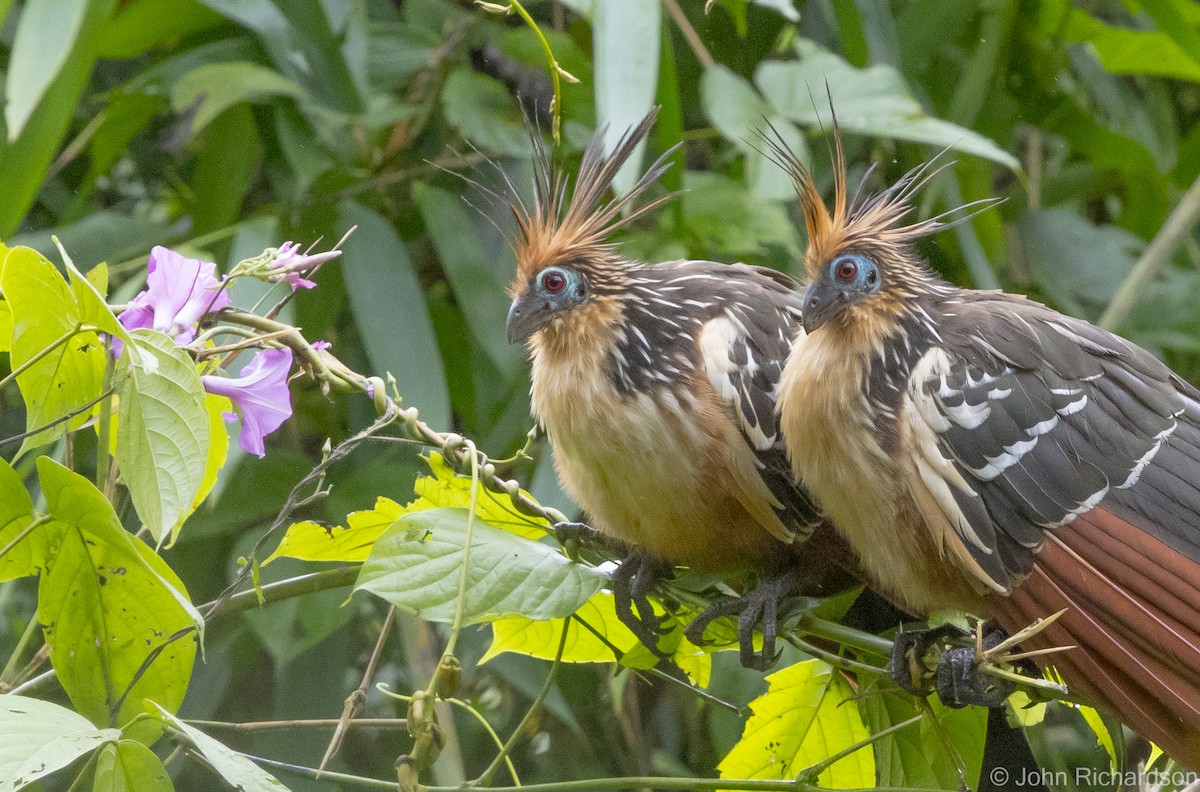 Hoatzin - John Richardson