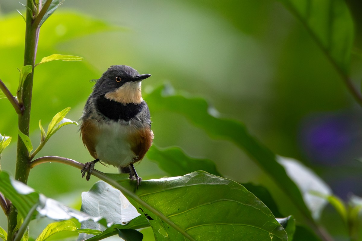 Black-collared Apalis - ML621807629