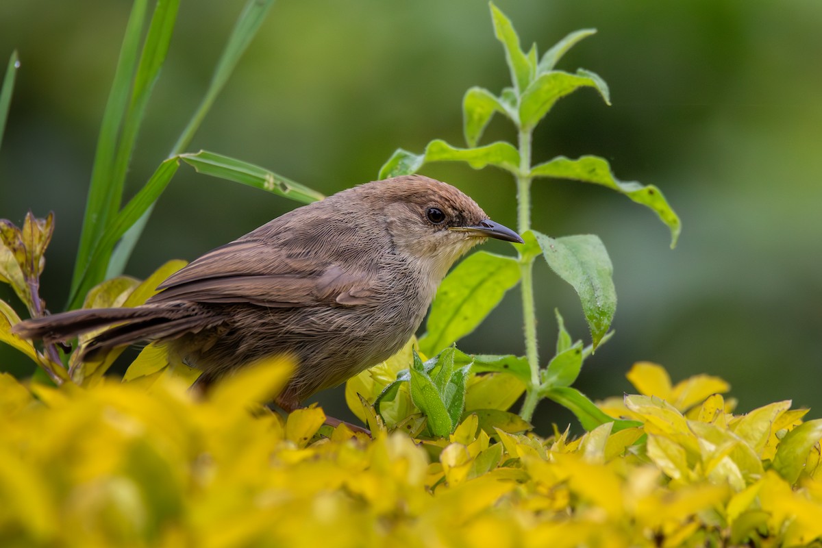 Hunter's Cisticola - ML621807634