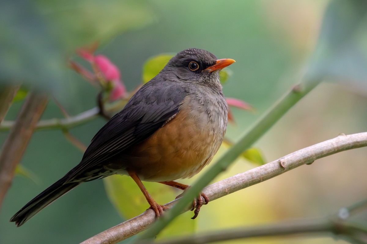 Abyssinian Thrush - ML621807639