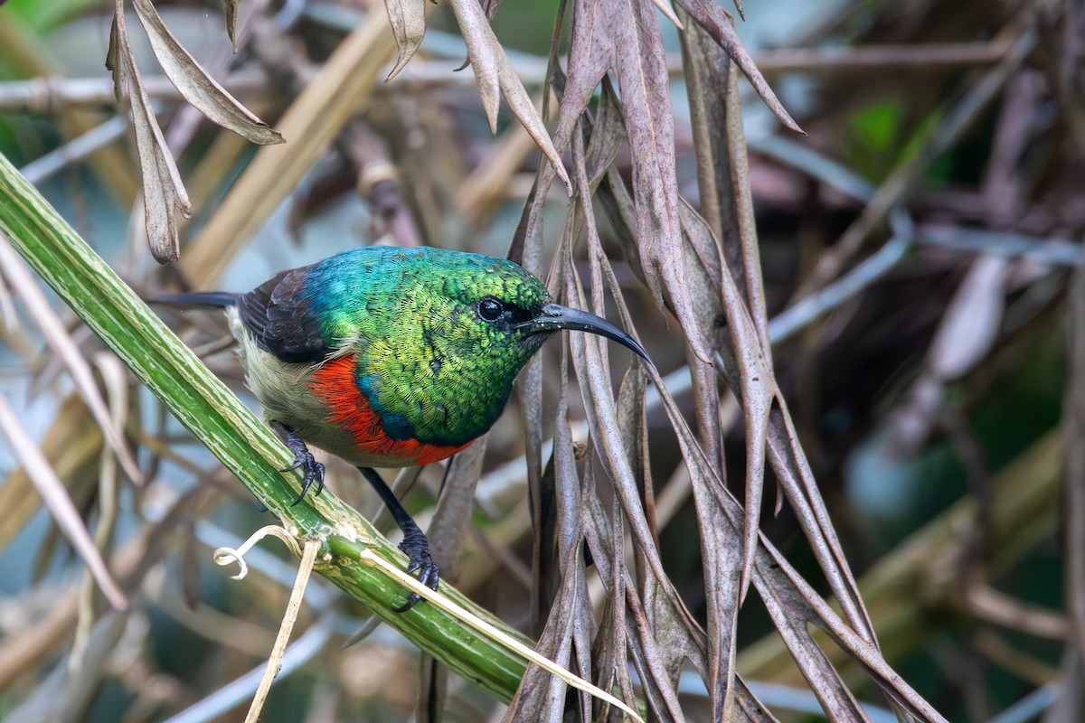 Eastern Double-collared Sunbird - Nathan Mixon