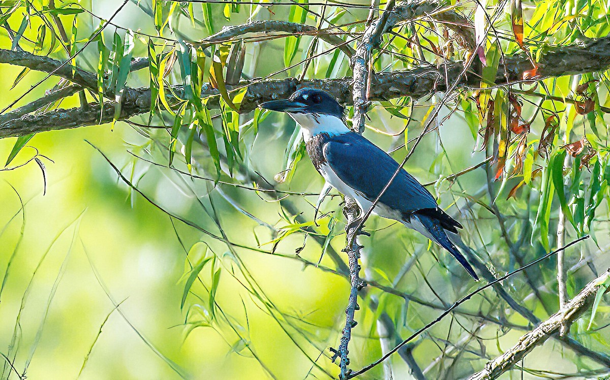 Belted Kingfisher - ML621807654