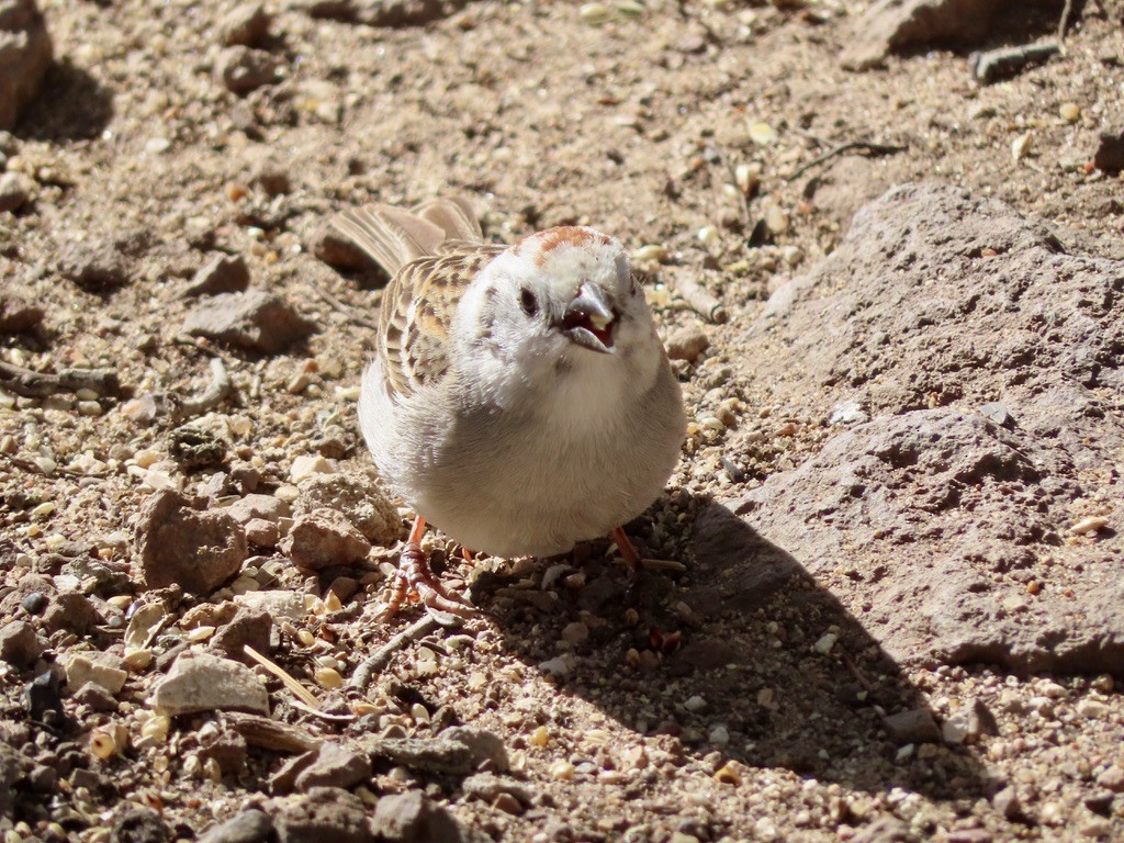 Chipping Sparrow - ML621807655