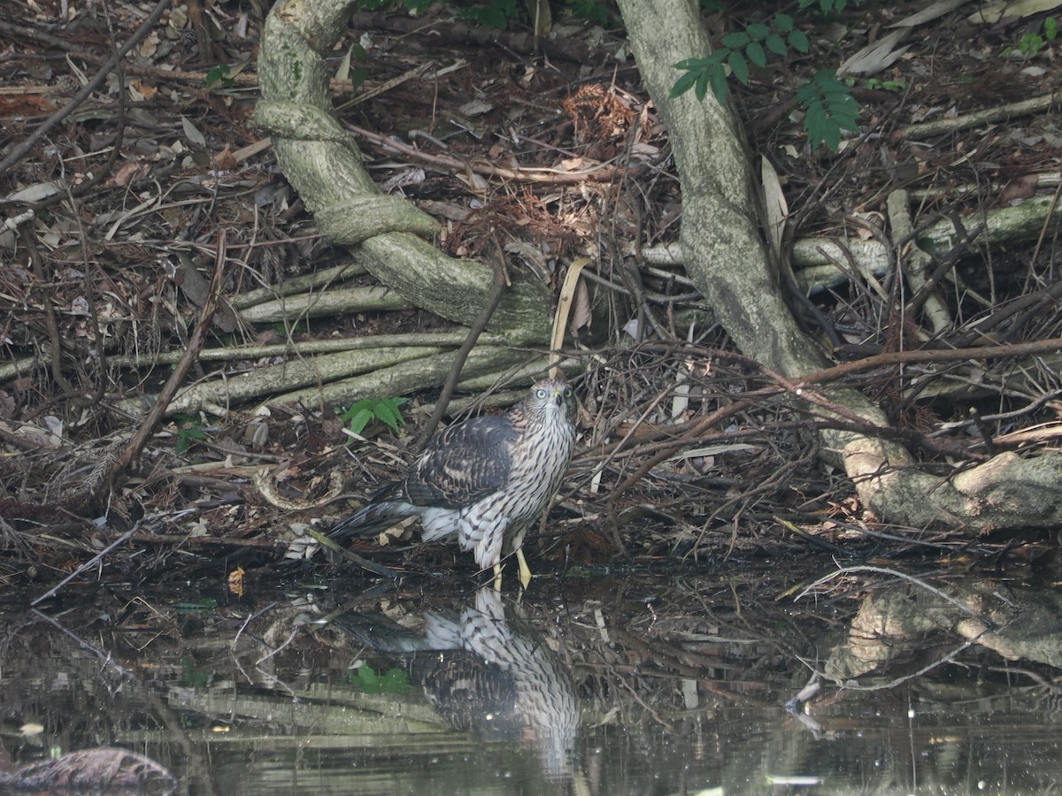 Eurasian Goshawk - ML621807701