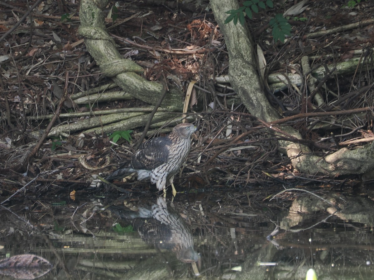 Eurasian Goshawk - ML621807705