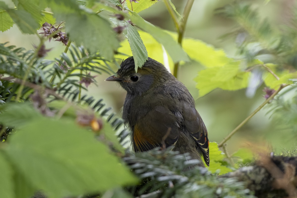 Gray-faced Liocichla - ML621807753