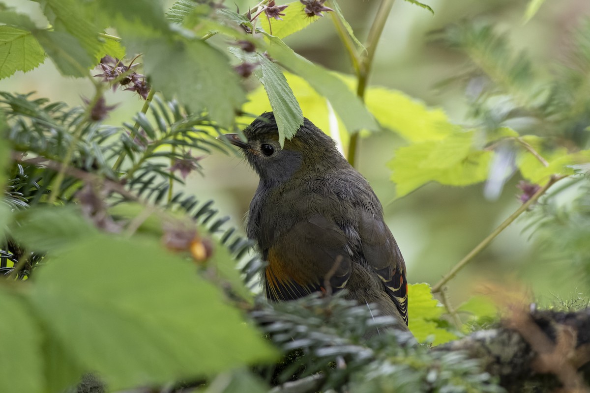 Gray-faced Liocichla - ML621807754