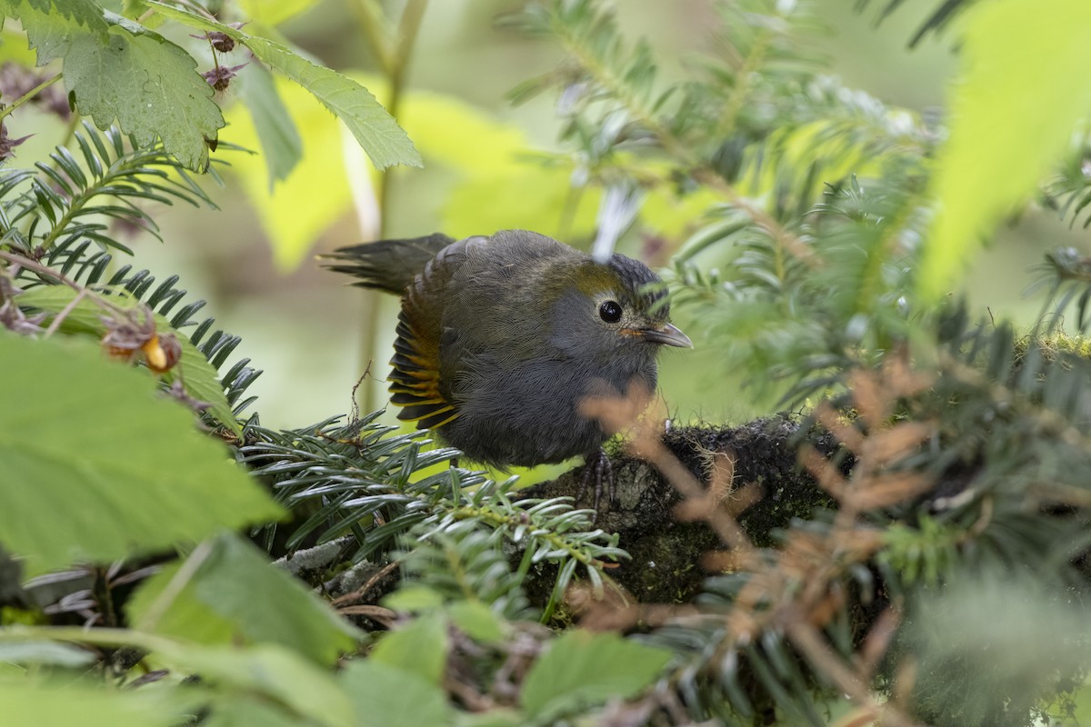 Gray-faced Liocichla - ML621807755