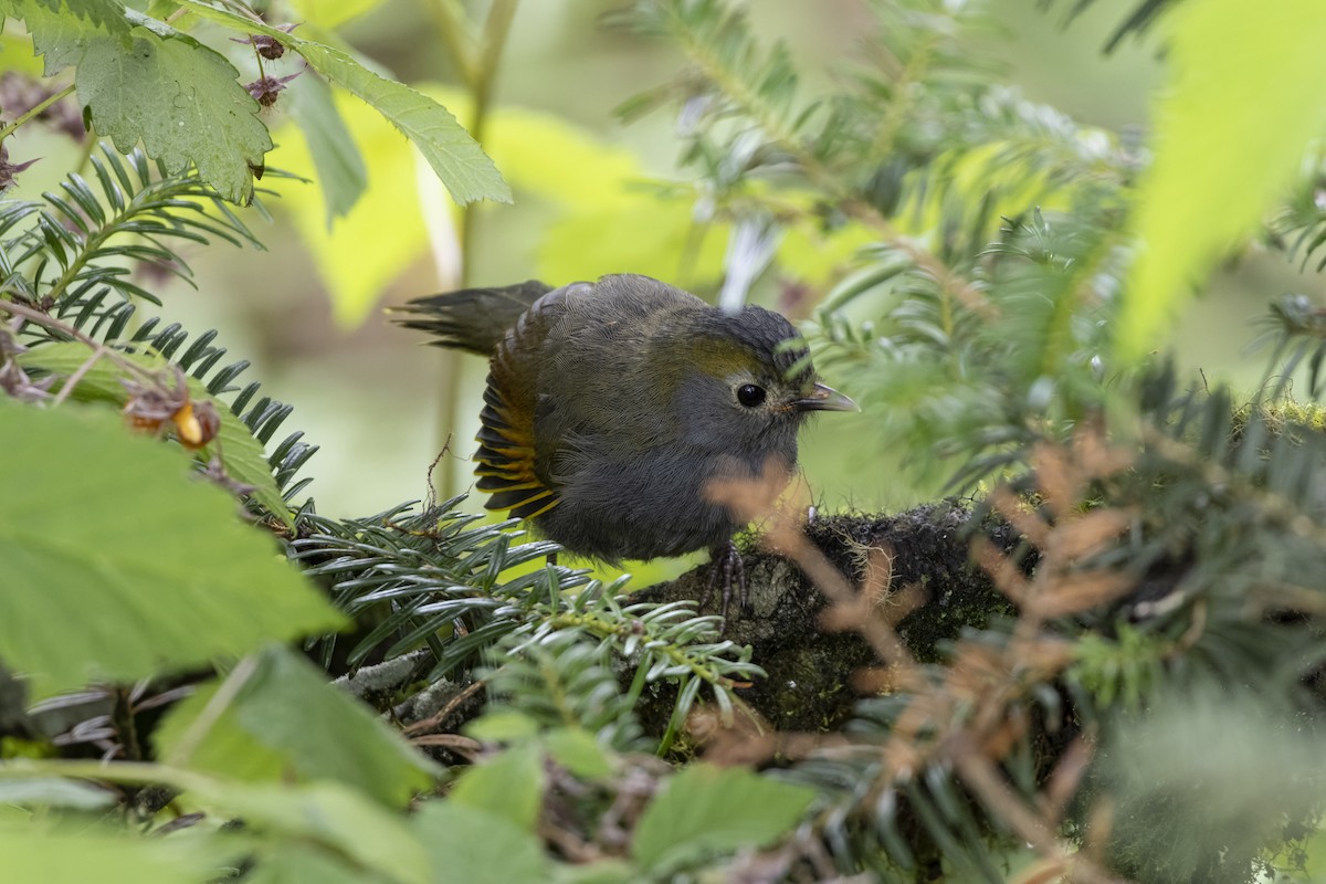 Gray-faced Liocichla - ML621807756