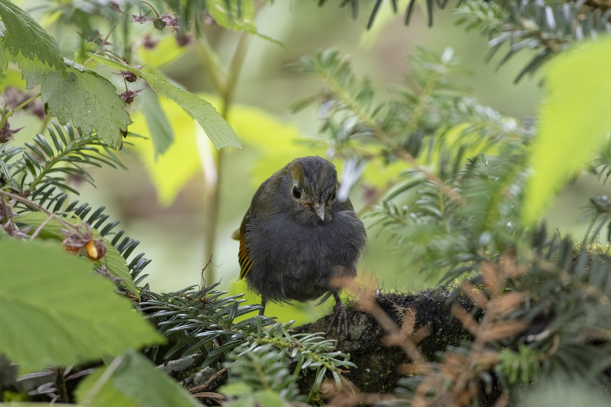 Gray-faced Liocichla - ML621807757