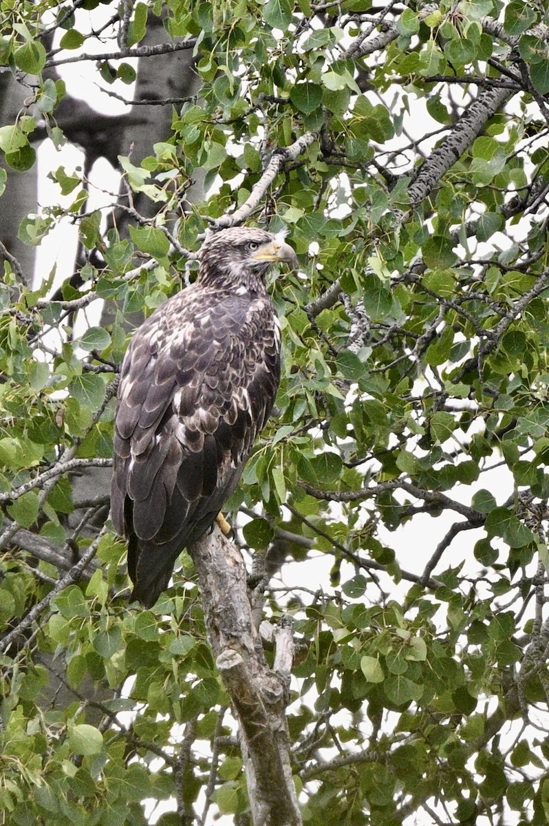 Bald Eagle - ML621807813