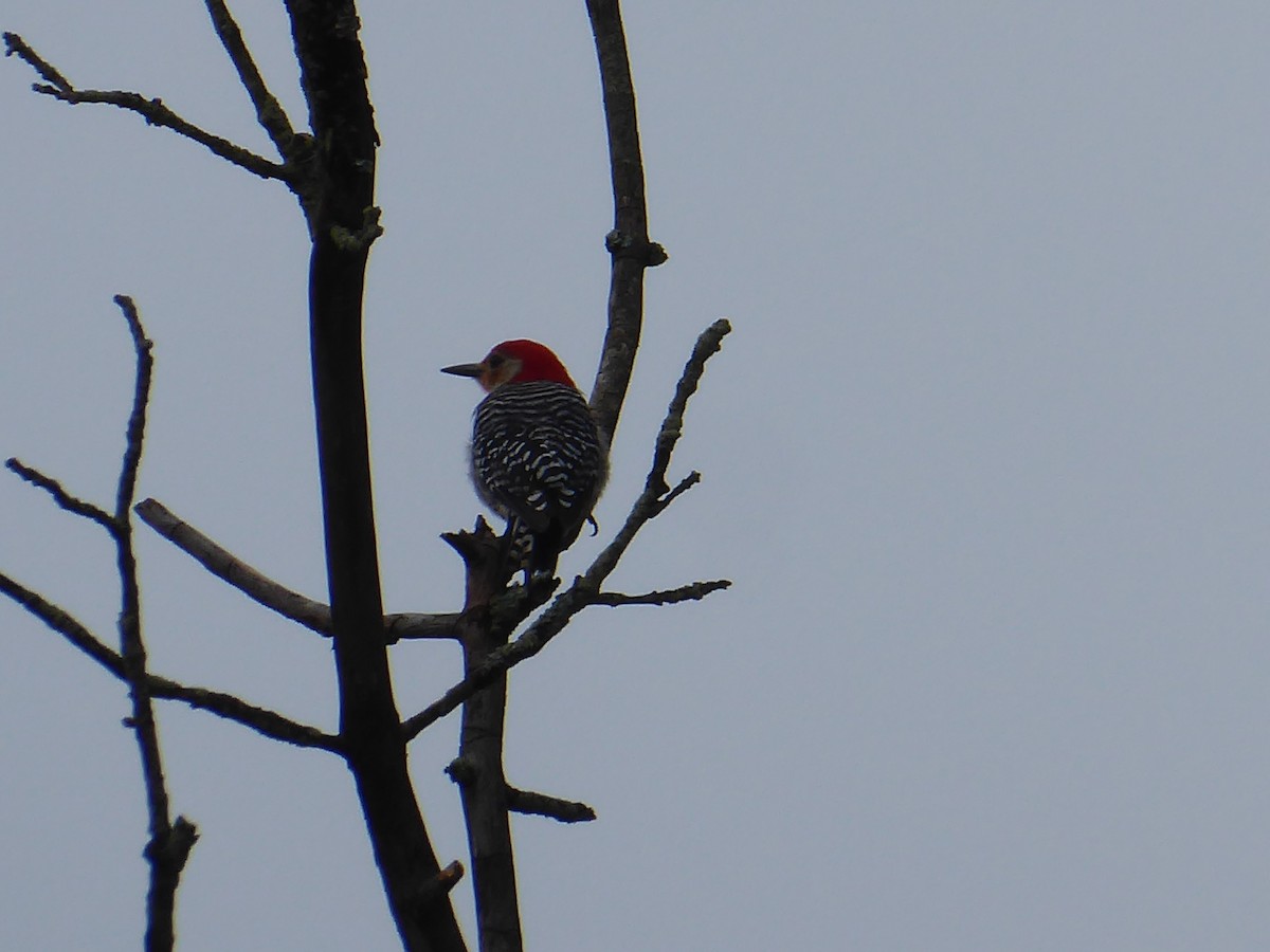 Red-bellied Woodpecker - ML621807843